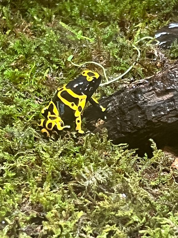 日本・金沢「金沢出張✈️」の写真：コスタリカ思い出す🐸