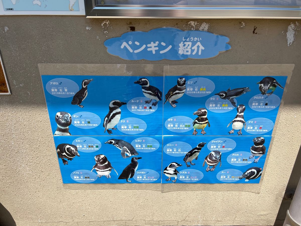 🐧ちゃんたち可愛いなぁ