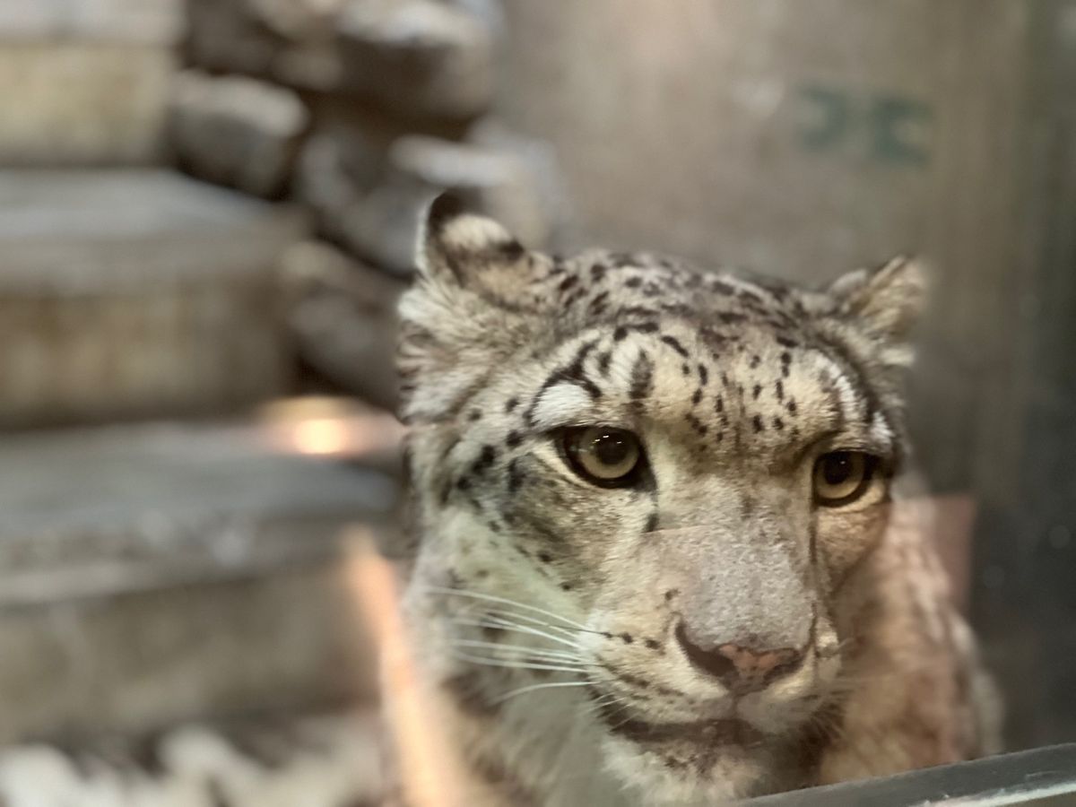 ユキヒョウちゃん

大きな猫ちゃんみたいに見える