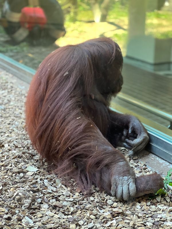 日本・金沢「金沢出張✈️」の写真：帰ろうとすると追いかけてくるドーネが可愛...