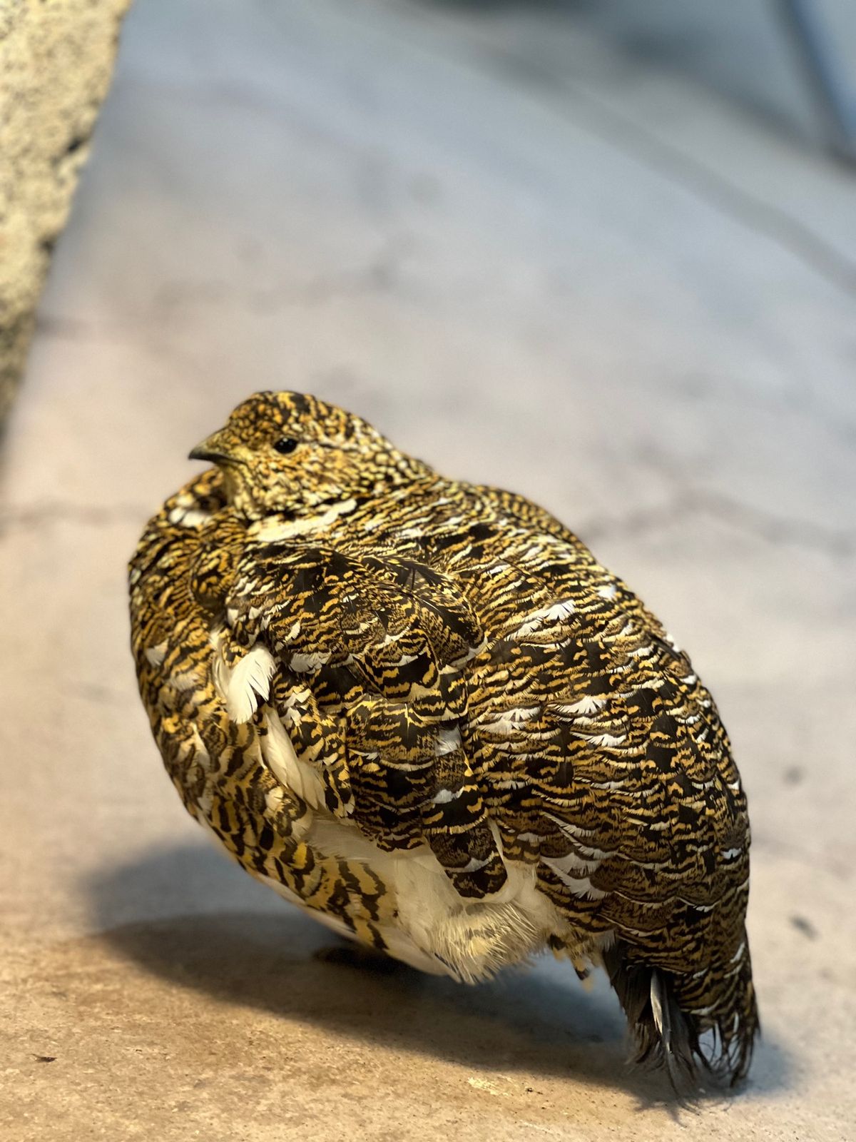 ライチョウ！
💩の解説細かい😂