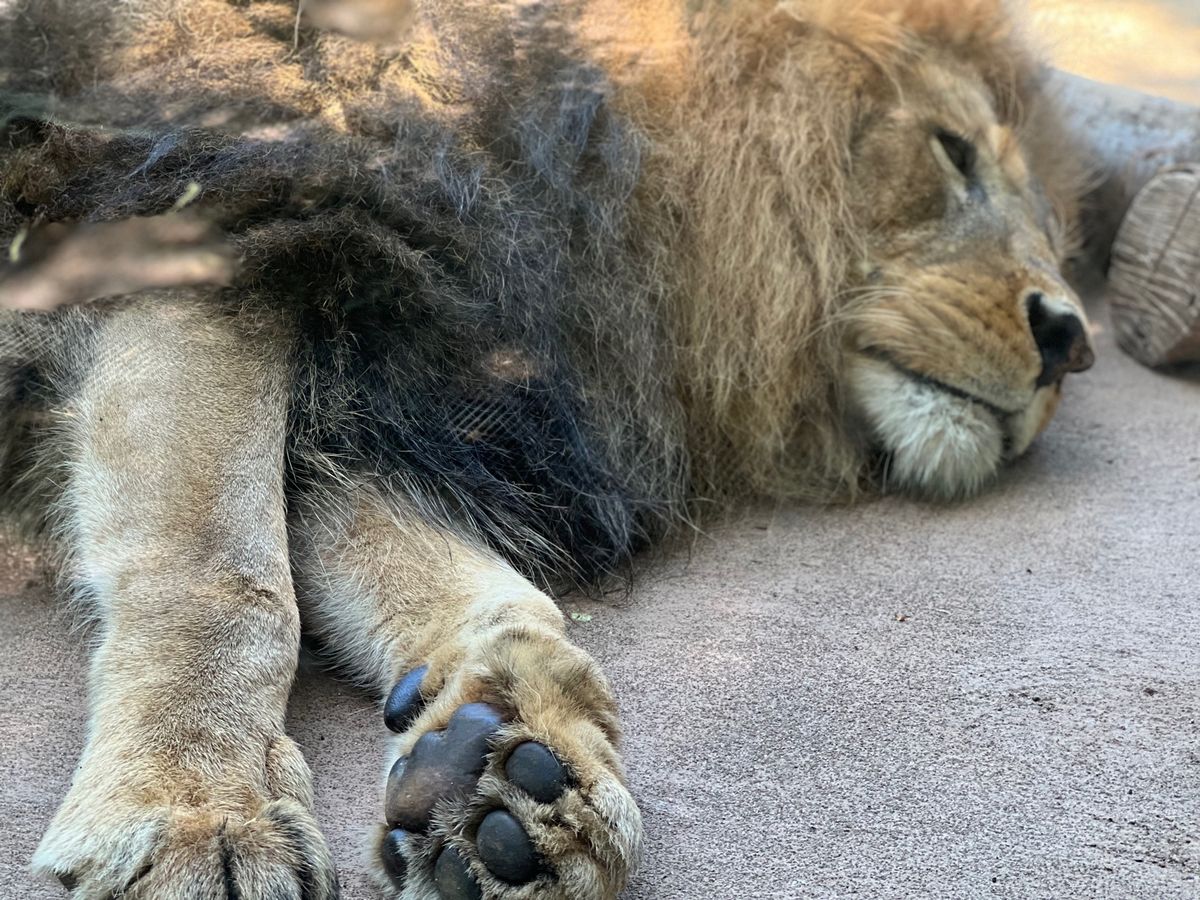 暑すぎて爆睡してた🦁