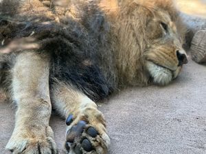 暑すぎて爆睡してた🦁