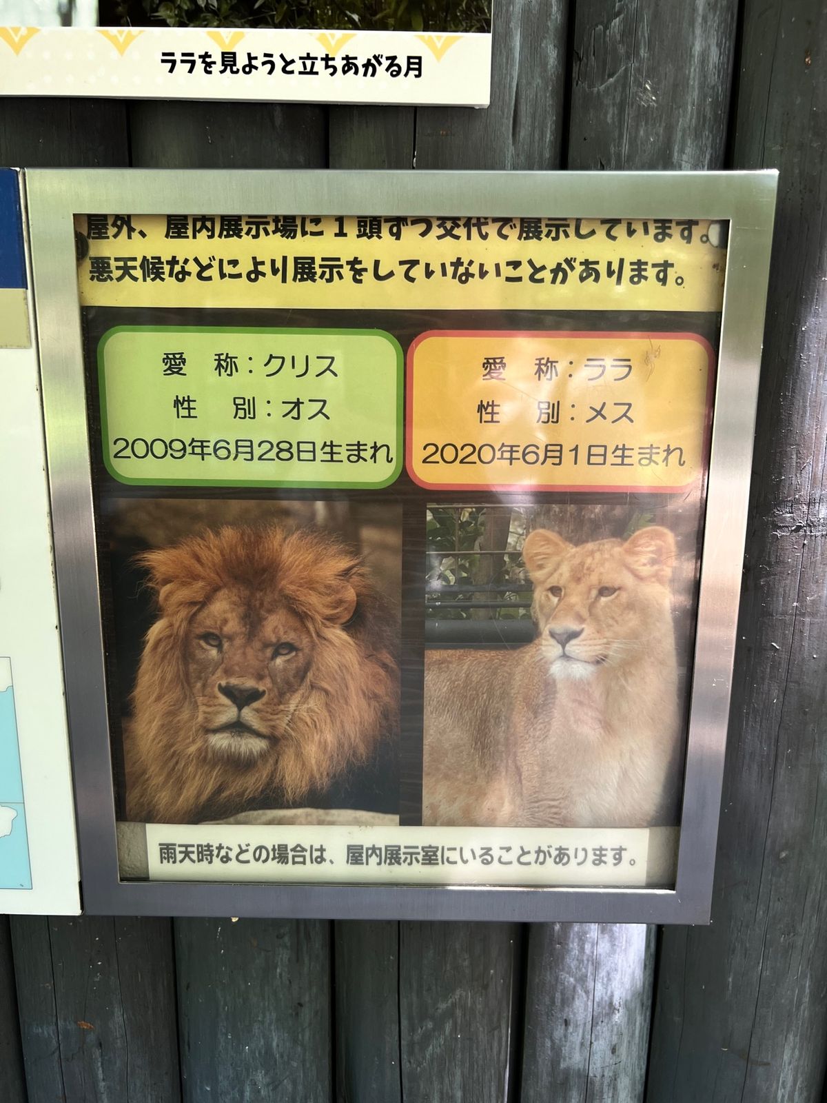 暑すぎて爆睡してた🦁