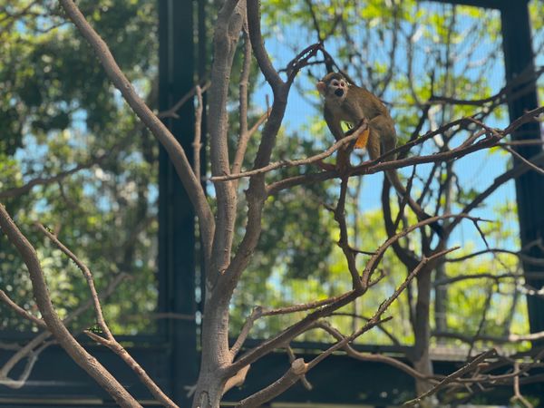 日本・金沢「金沢出張✈️」の写真：ガラスに反射するから
あんまり上手く🐒撮...