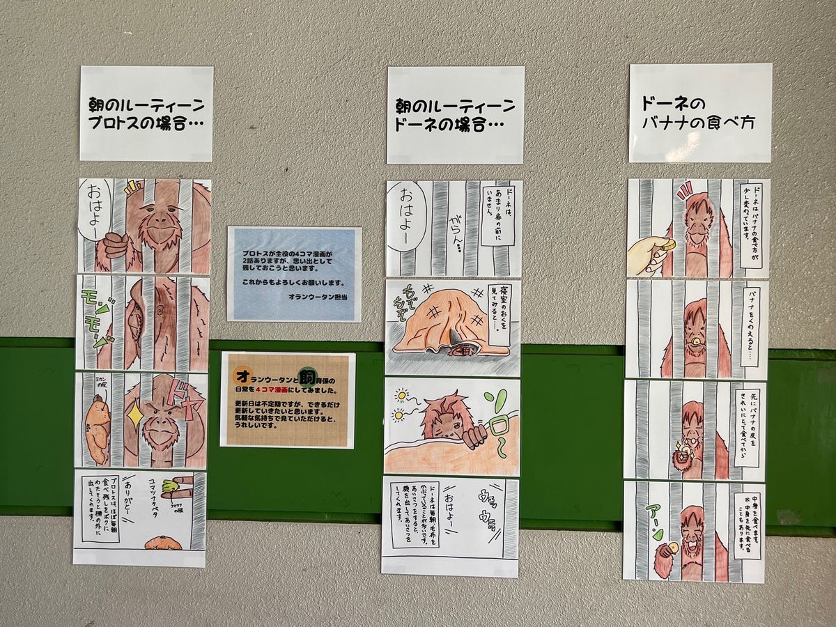 いしかわ動物園で一番可愛かったのがドーネ❤️
ドーネの紹介からして飼育員さ...