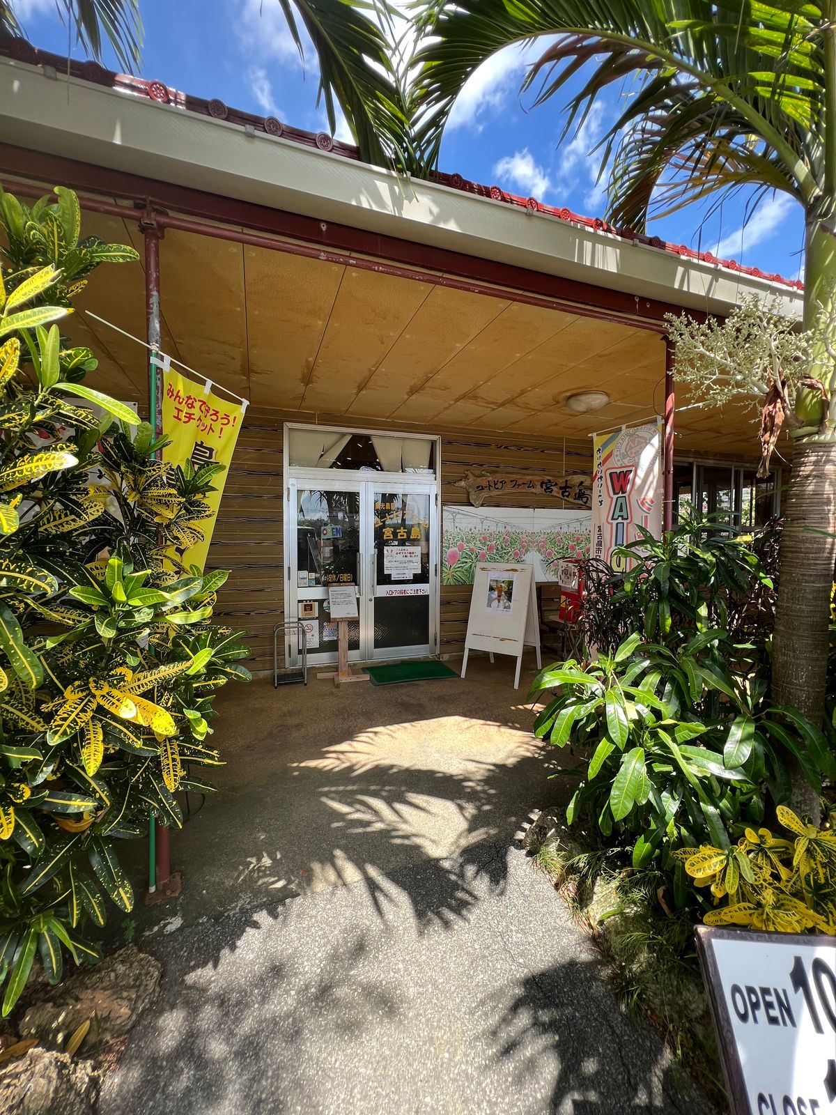 いつもよるユートピアファーム宮古島へ

お土産用のマンゴーが売り切れ！だっ...