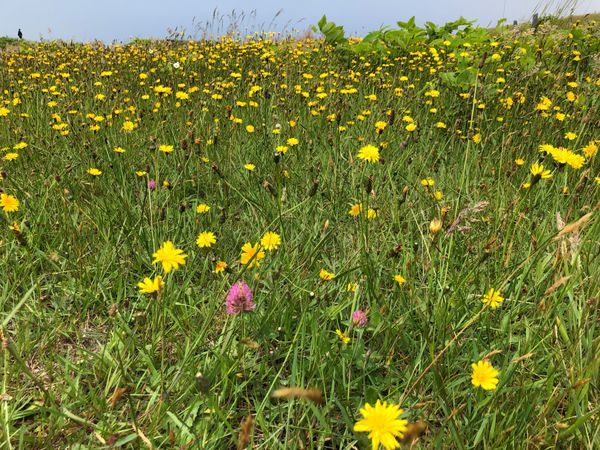 日本・北海道「2022年函館城巡り」の写真：志苔館（しのりたて）
垣ノ島遺跡
大船遺...