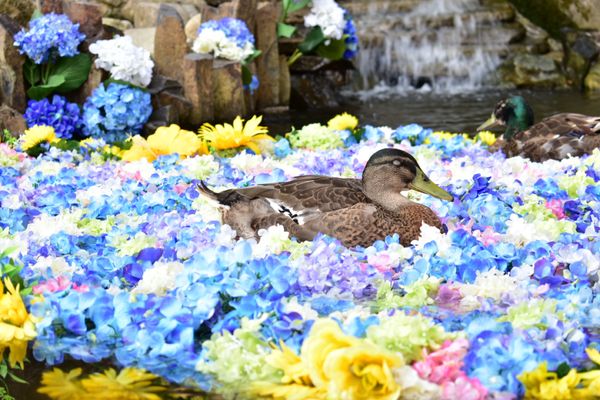 日本・茨城県「茨城日帰りドライブ」の写真
