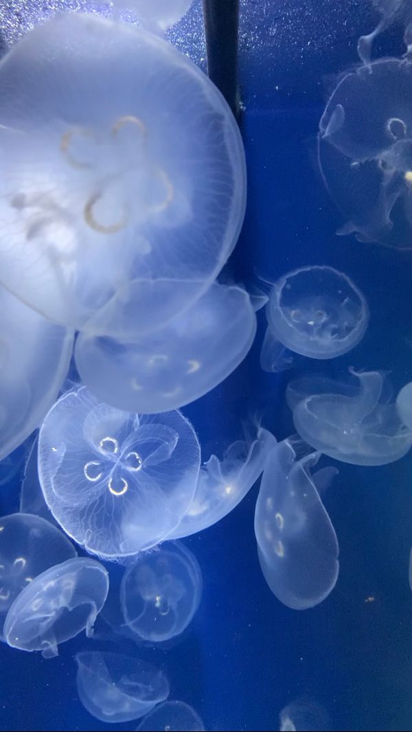 日本・千葉県「鴨川シーワールド日帰り」の写真