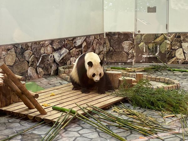 日本・和歌山県「和歌山旅！」の写真：アドベンチャーワールドで、パンダとペンギ...