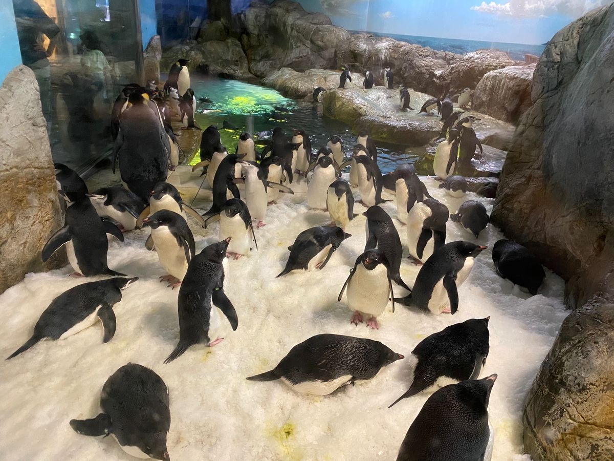 アドベンチャーワールドで、パンダとペンギン！
アドベンチャーワールドは、1...