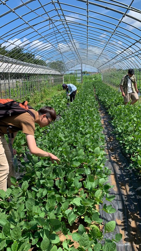 日本・千葉県「千葉枝豆狩り」の写真