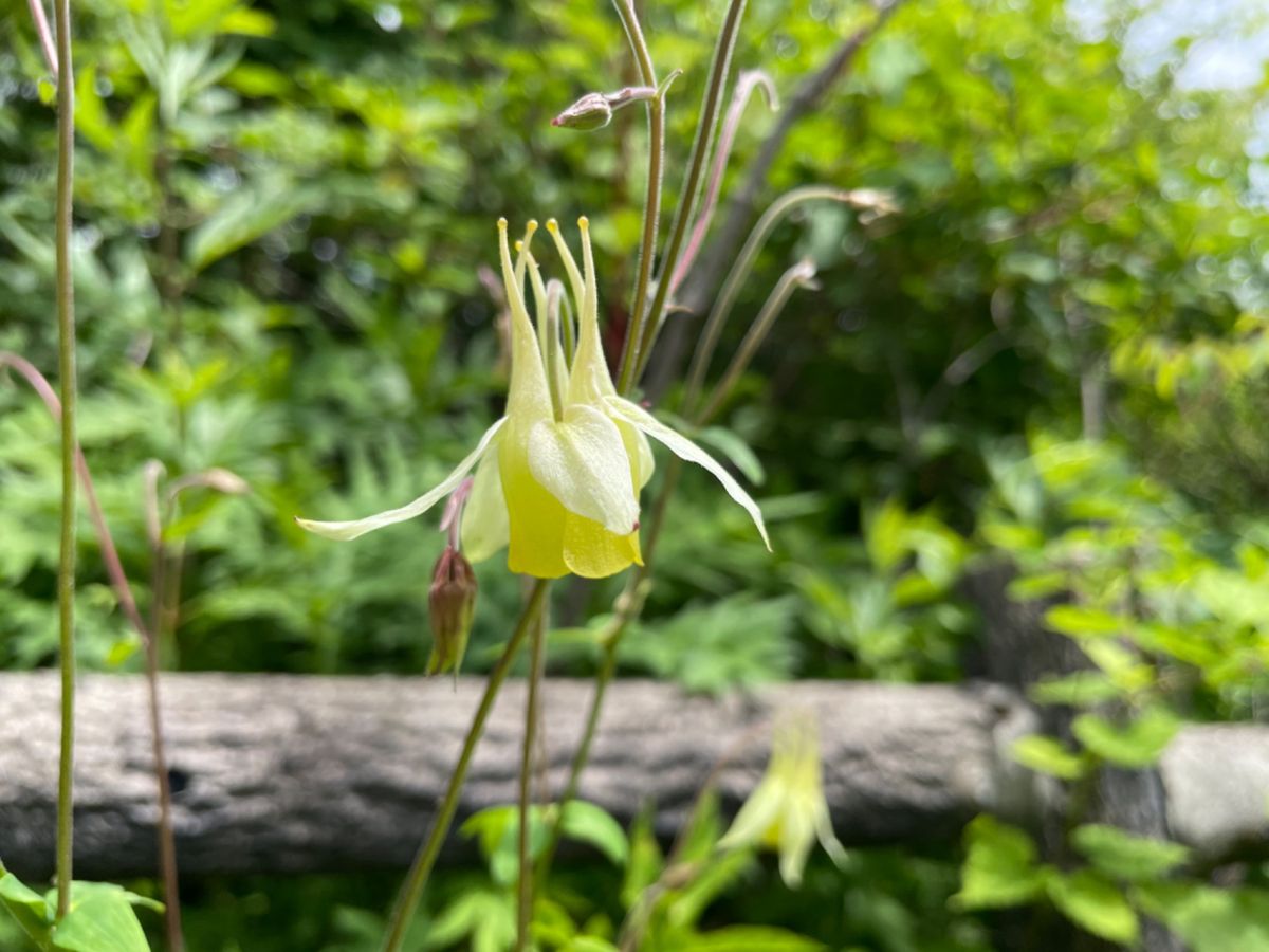 霧ヶ峰の八島湿原。周囲をぐるっと散策できます。