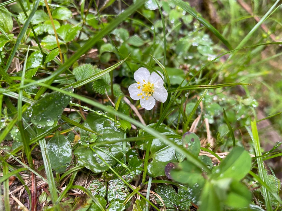 さまざまな高山植物も見ることが出来ました。