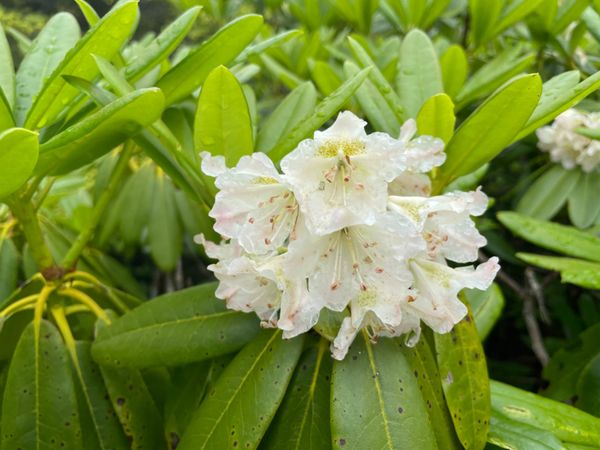 日本・長野県「霧ヶ峰高原と北八ヶ岳トレッキング」の写真