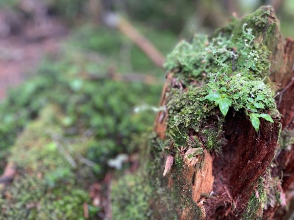 日本・長野県「霧ヶ峰高原と北八ヶ岳トレッキング」の写真：北八ヶ岳は苔と森林の世界。宮崎駿さんのア...