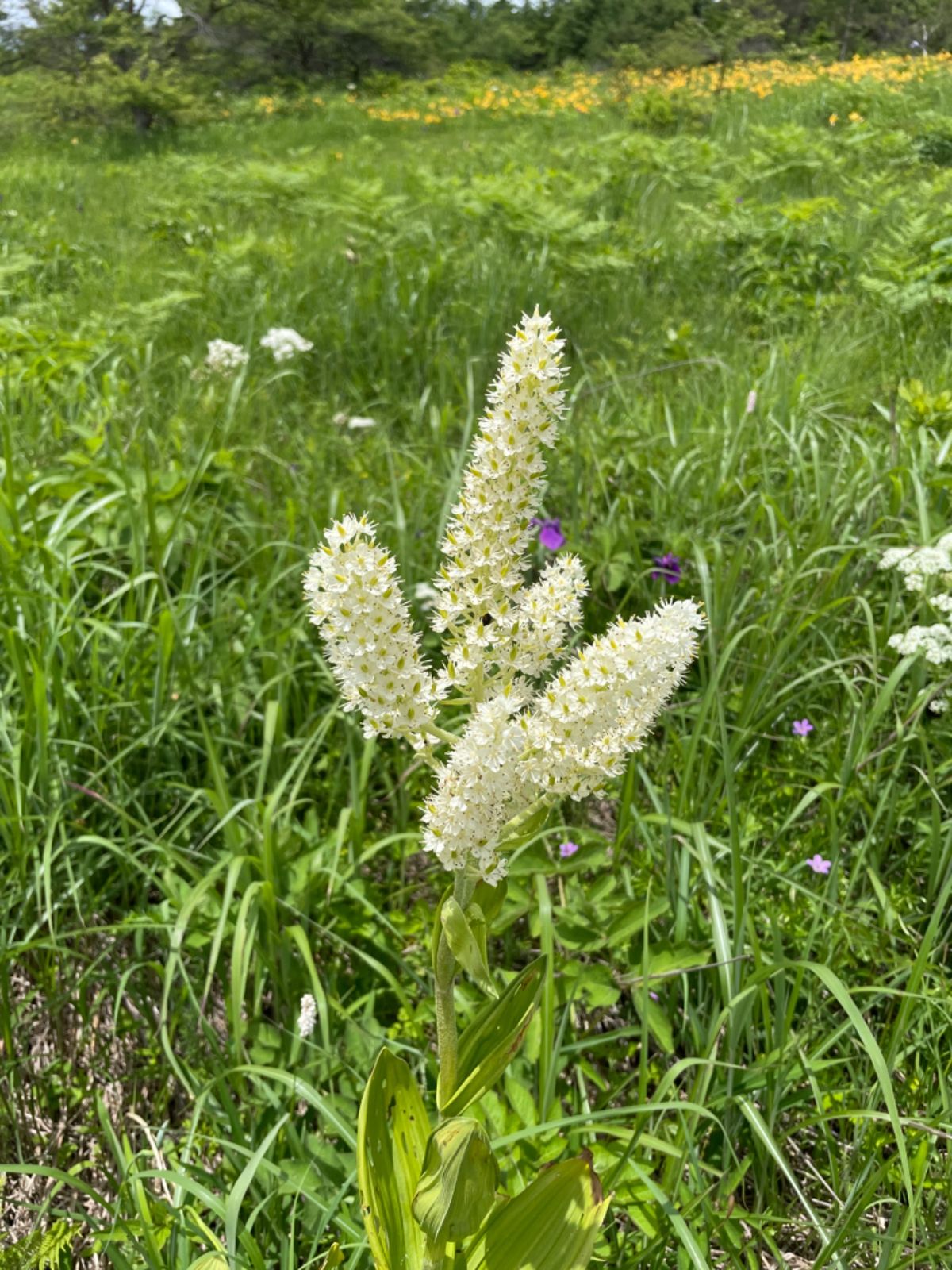霧ヶ峰の八島湿原。周囲をぐるっと散策できます。