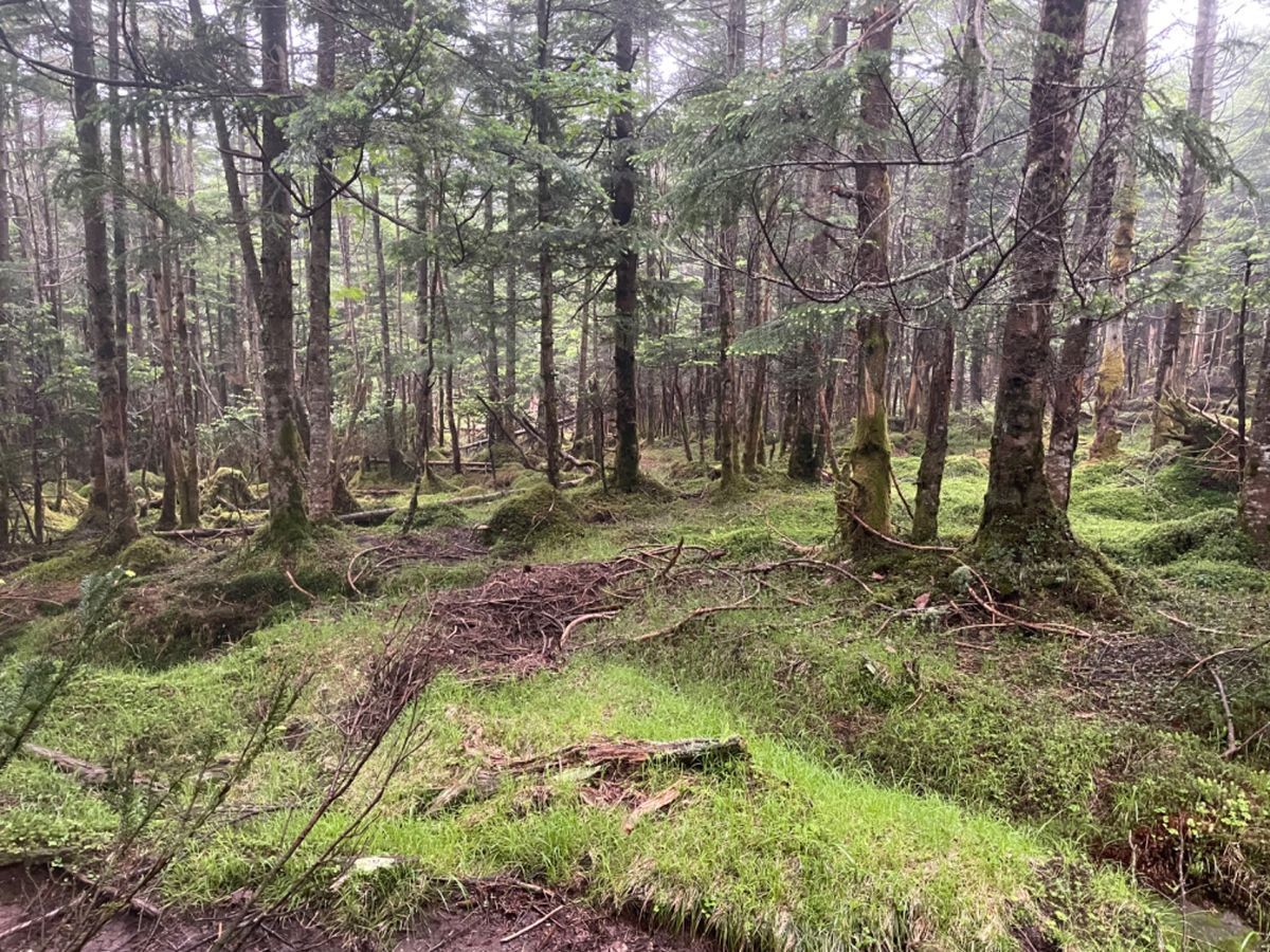 旅行二日目は北八ヶ岳登山です。麦草峠に車を停めてスタート。あいにくお天気は...