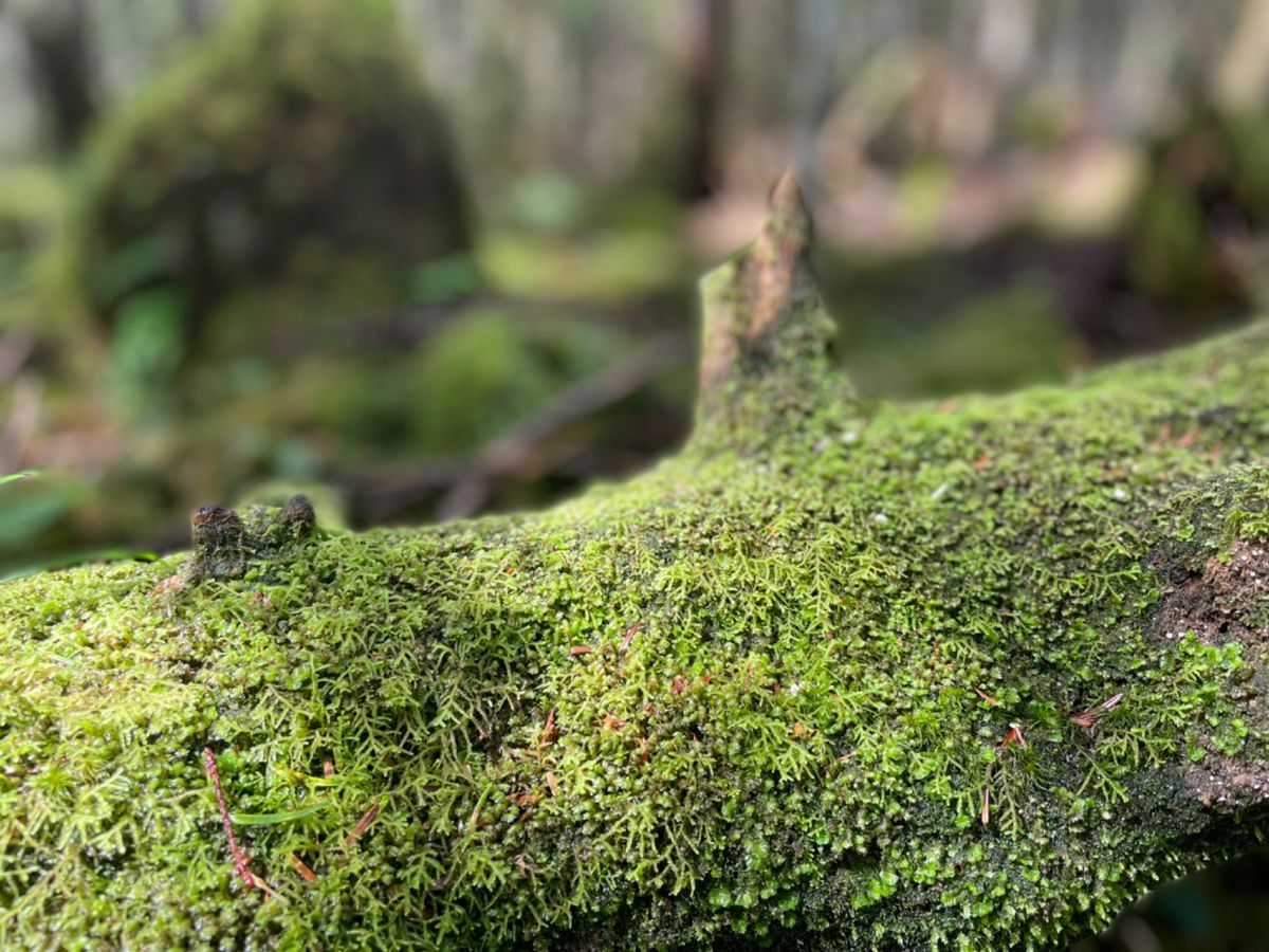 北八ヶ岳は苔と森林の世界。宮崎駿さんのアニメの世界のようでした。