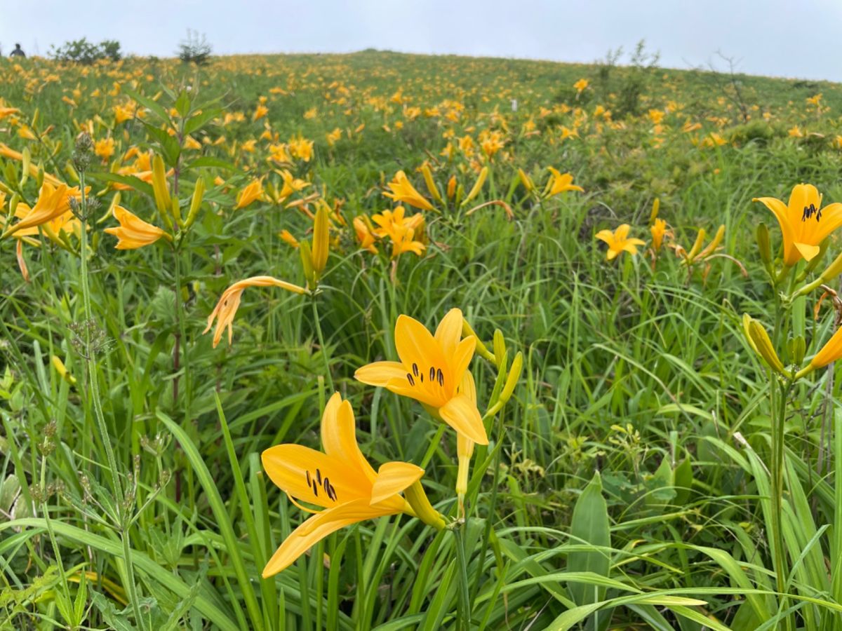 霧ヶ峰高原のニッコウキスゲ。ちょうど見頃を迎えていました。