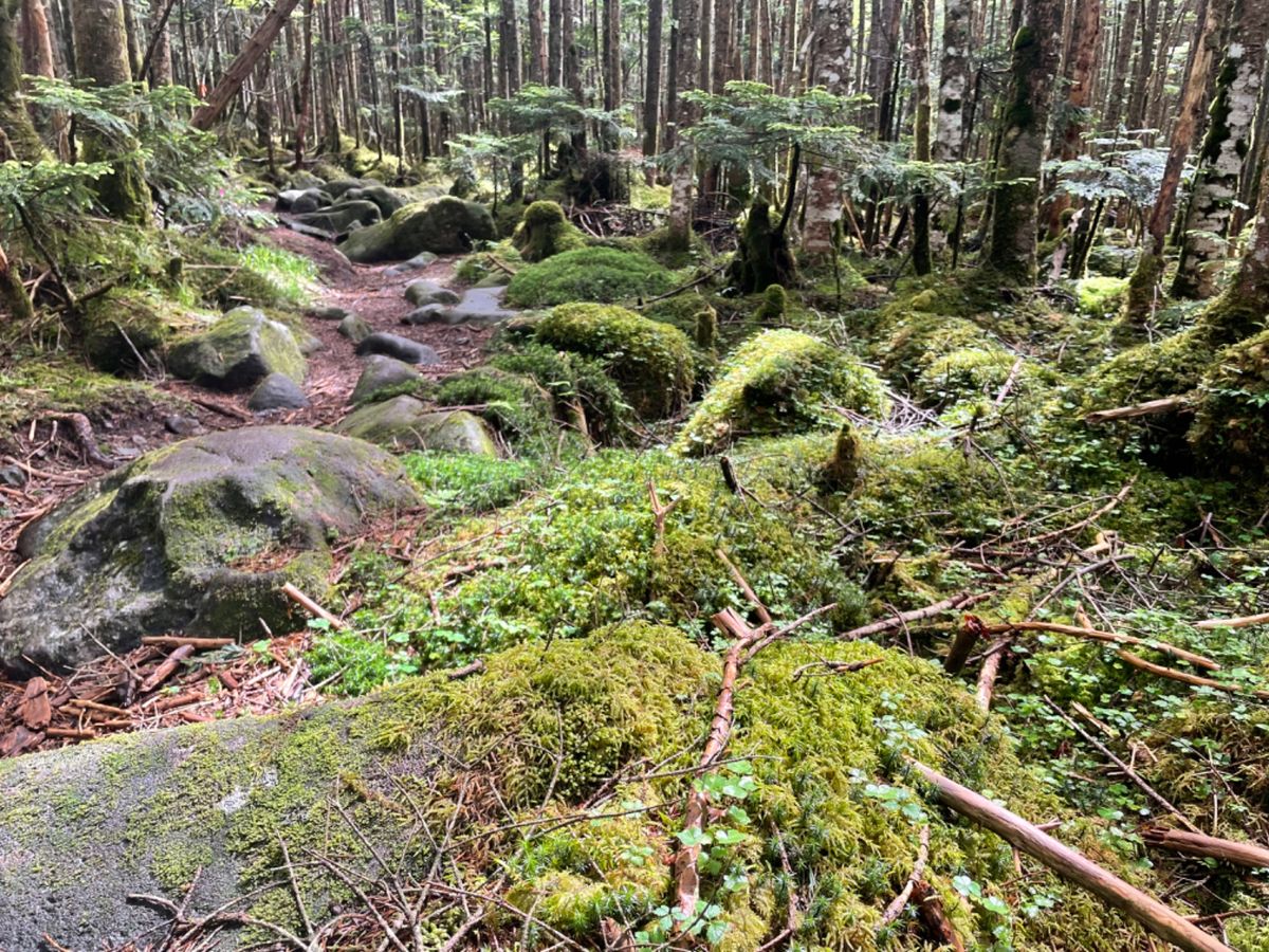 北八ヶ岳は苔と森林の世界。宮崎駿さんのアニメの世界のようでした。