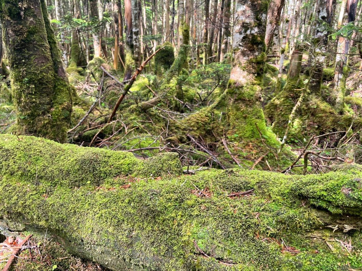 北八ヶ岳は苔と森林の世界。宮崎駿さんのアニメの世界のようでした。