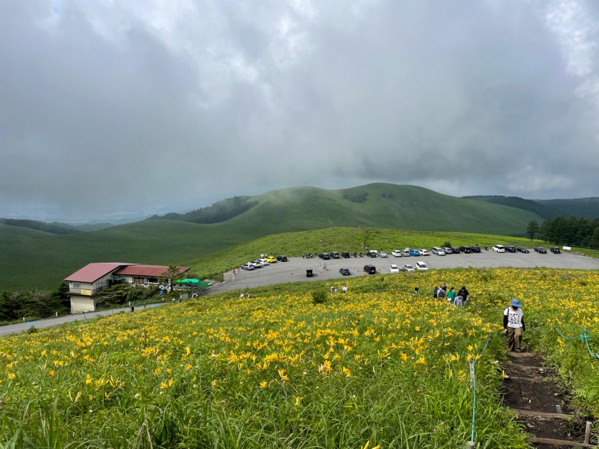 霧ヶ峰高原のニッコウキスゲ。ちょうど見頃を迎えていました。