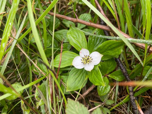 日本・長野県「霧ヶ峰高原と北八ヶ岳トレッキング」の写真：さまざまな高山植物も見ることが出来ました。