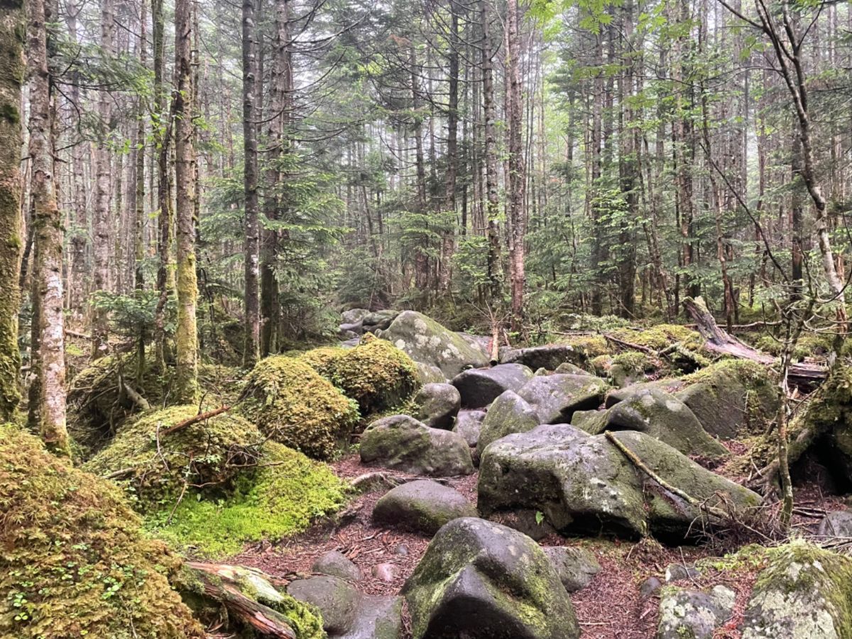 旅行二日目は北八ヶ岳登山です。麦草峠に車を停めてスタート。あいにくお天気は...