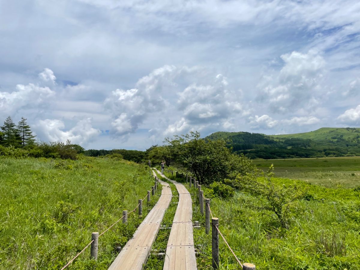 湿原にはさまざまな高山植物が咲いていました。