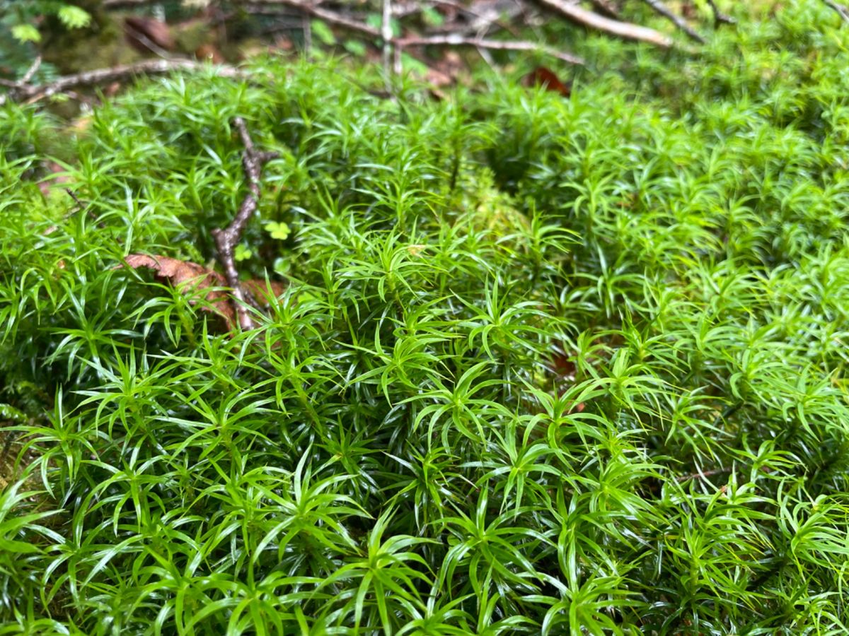 天候が悪いので早めに麦草峠に戻り、白駒池方面へ。ここは秋になると紅葉の名所...