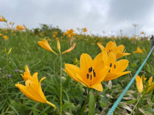 日本・長野県「霧ヶ峰高原と北八ヶ岳トレッキング」の写真：霧ヶ峰高原のニッコウキスゲ。ちょうど見頃...