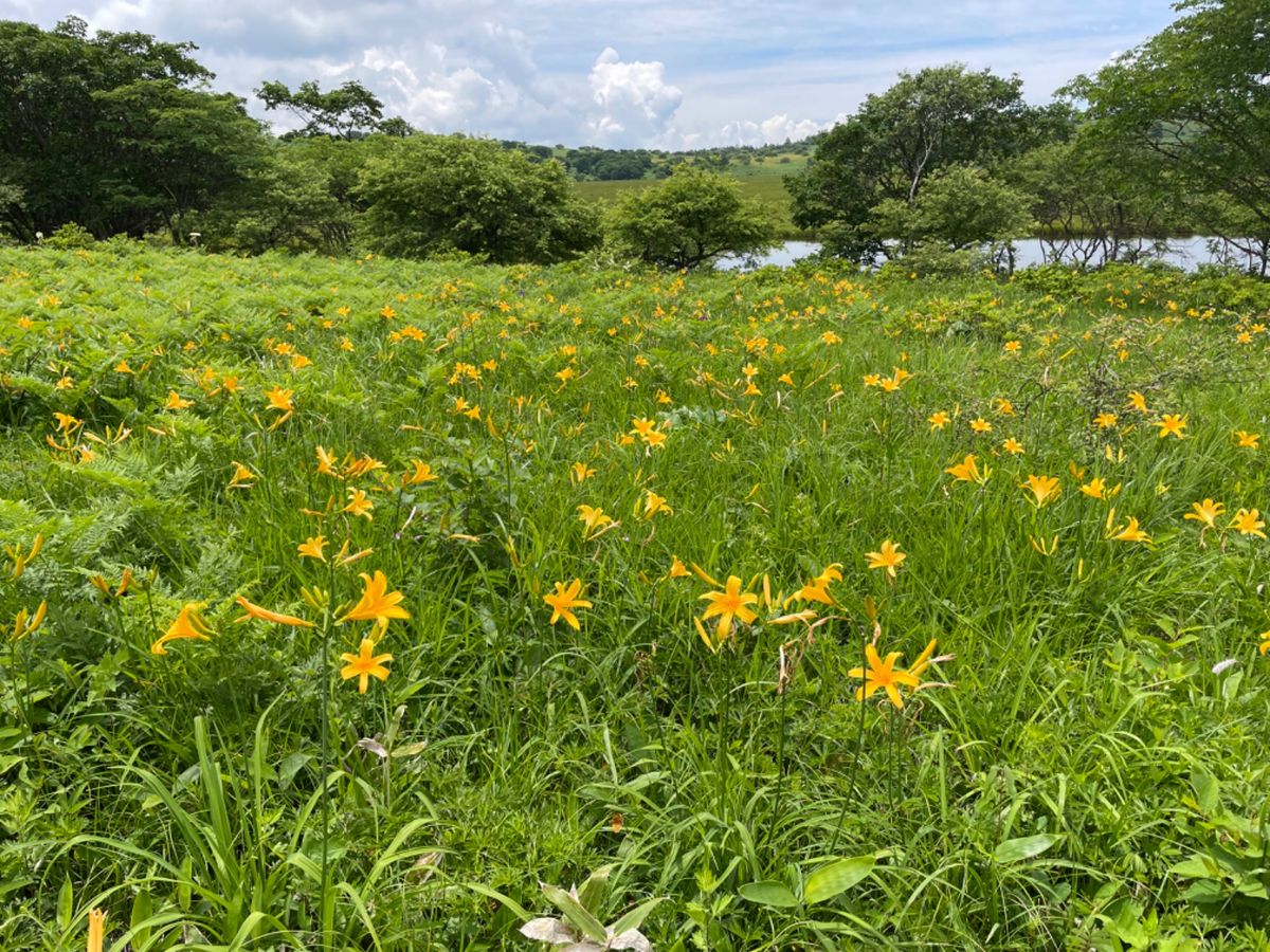 湿原にはさまざまな高山植物が咲いていました。