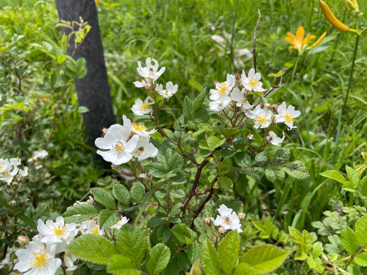湿原にはさまざまな高山植物が咲いていました。
