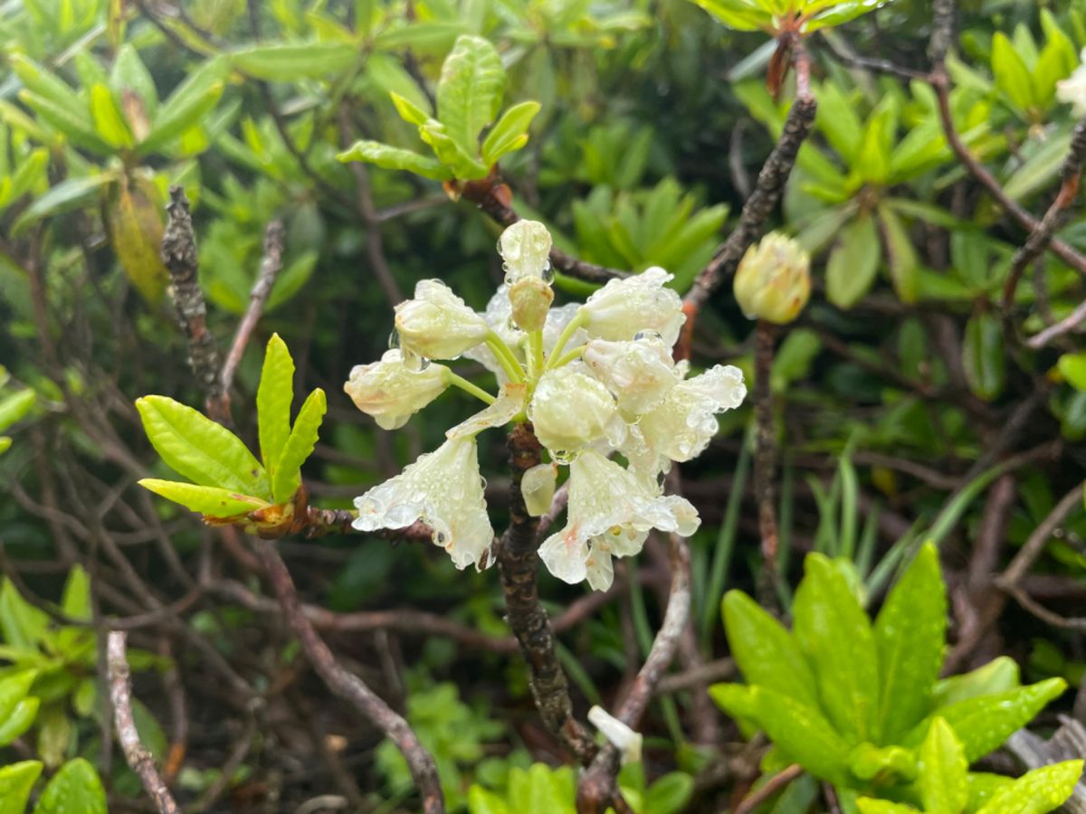 さまざまな高山植物も見ることが出来ました。
