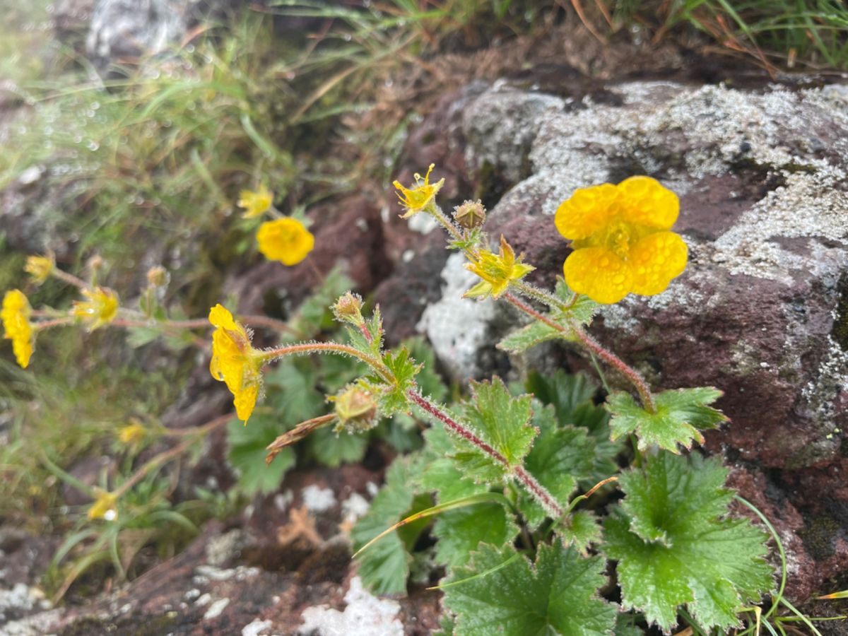 さまざまな高山植物も見ることが出来ました。