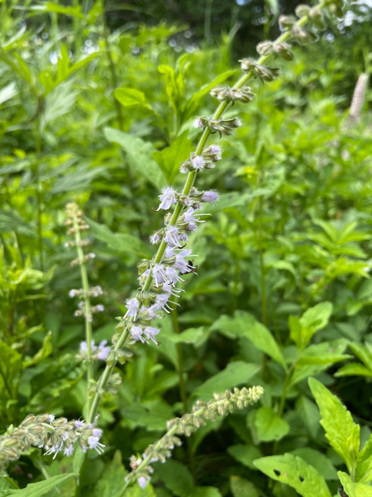 湿原にはさまざまな高山植物が咲いていました。