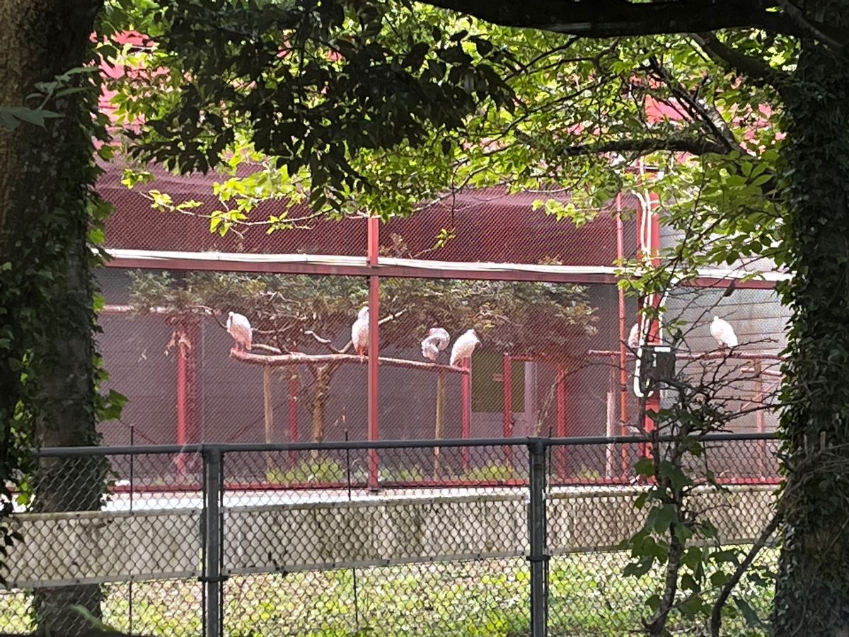 初✨トキ、佐渡金山、