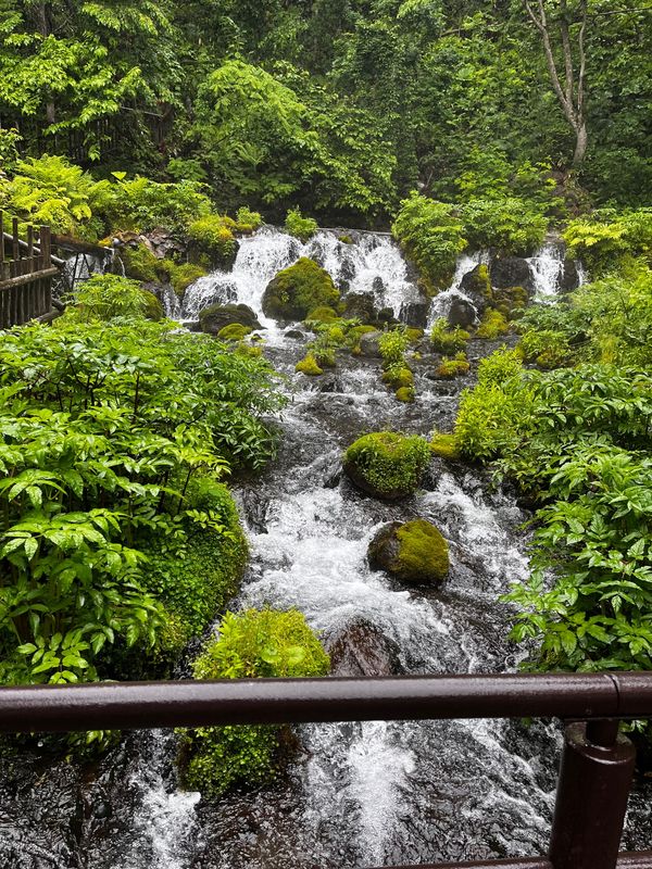 日本・北海道「ニセコ、登別、白老」の写真：久々の登別からの白老牛🥩
