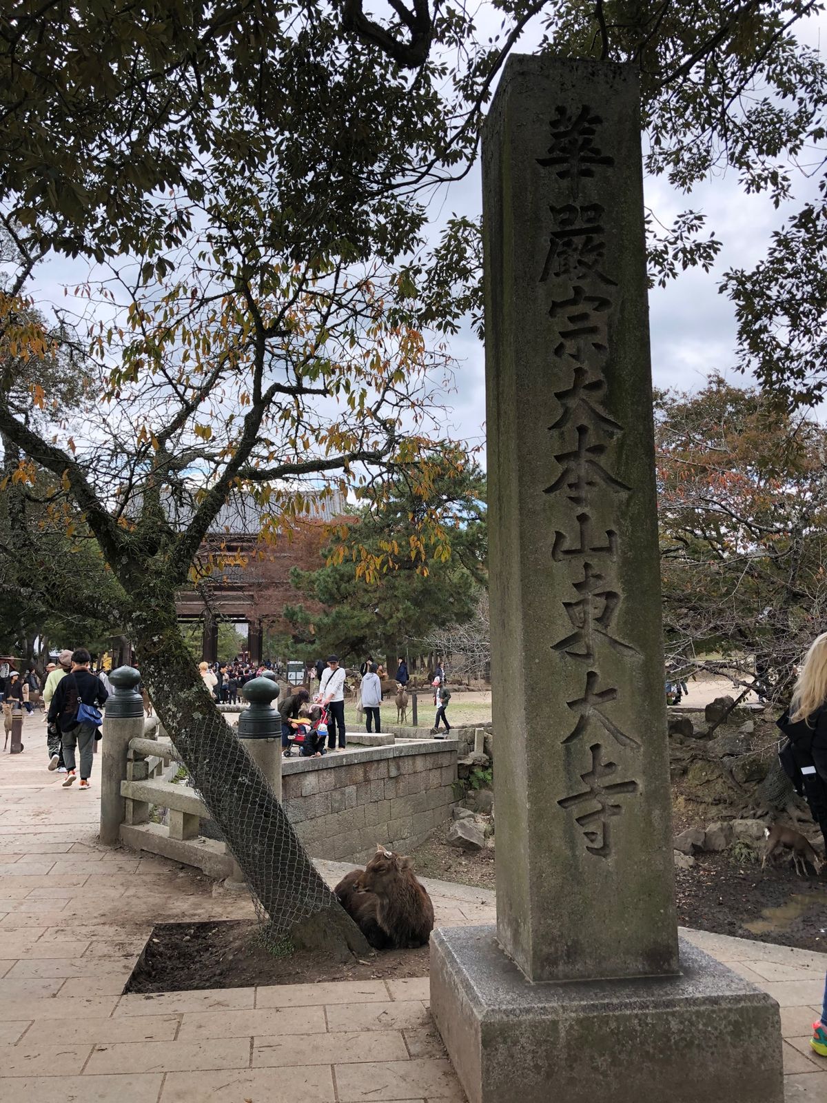 東大寺、奈良公園