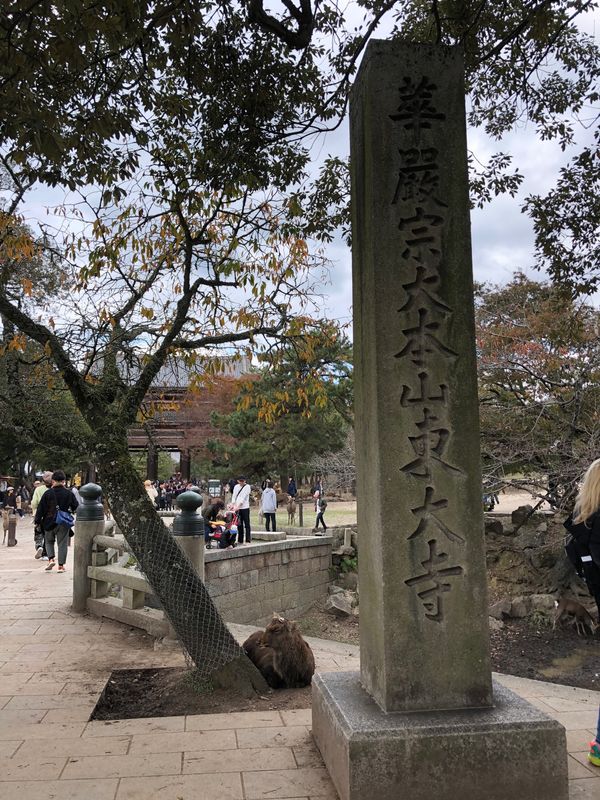 日本・奈良県「奈良🚲」の写真：東大寺、奈良公園