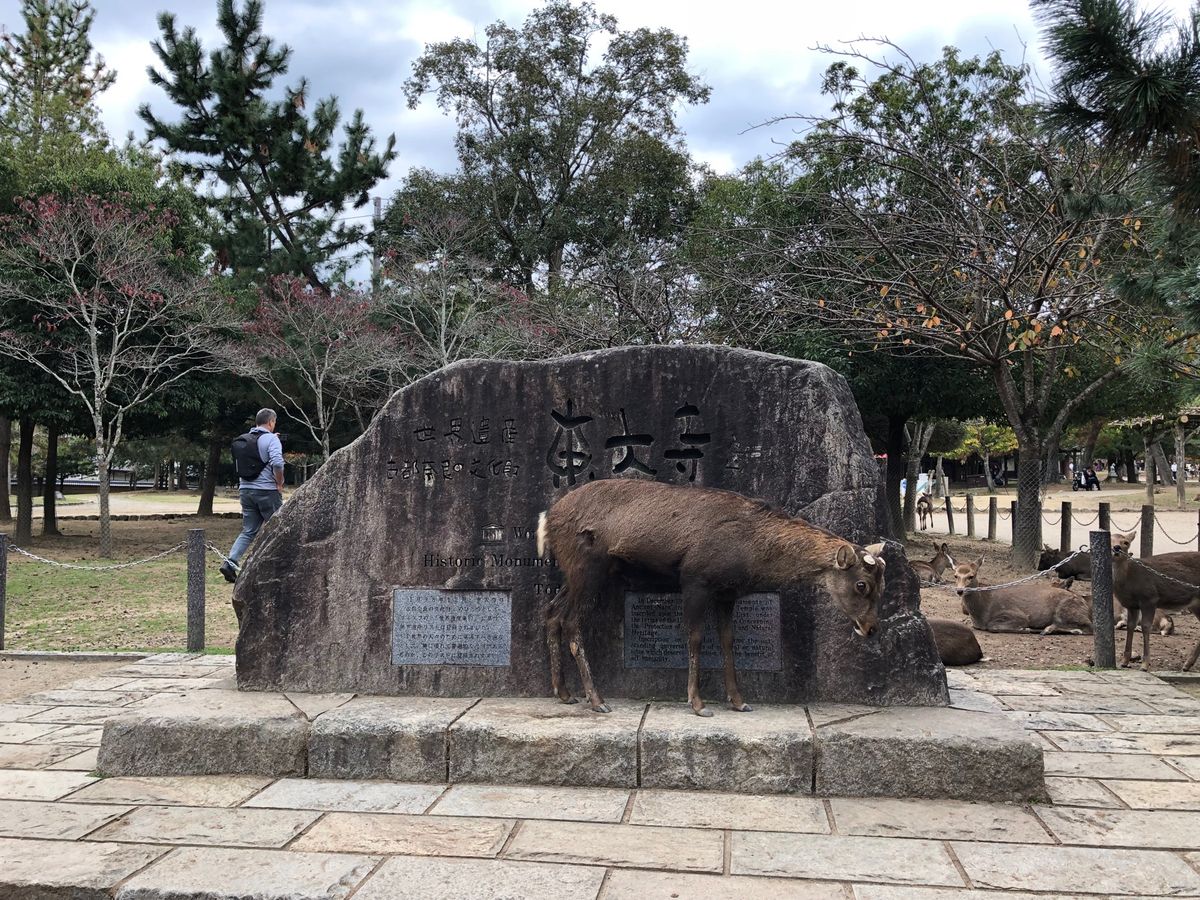 東大寺、奈良公園