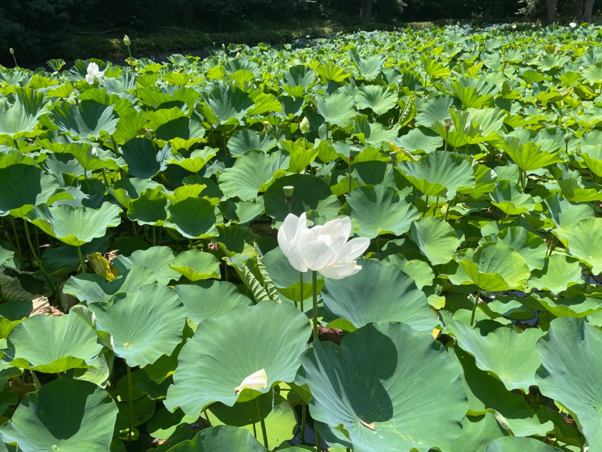 鶴岡八幡宮ではハスの花が咲いてました