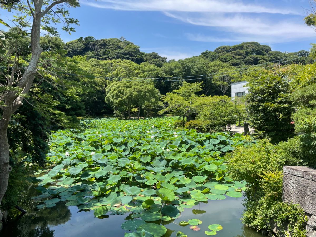 鶴岡八幡宮ではハスの花が咲いてました