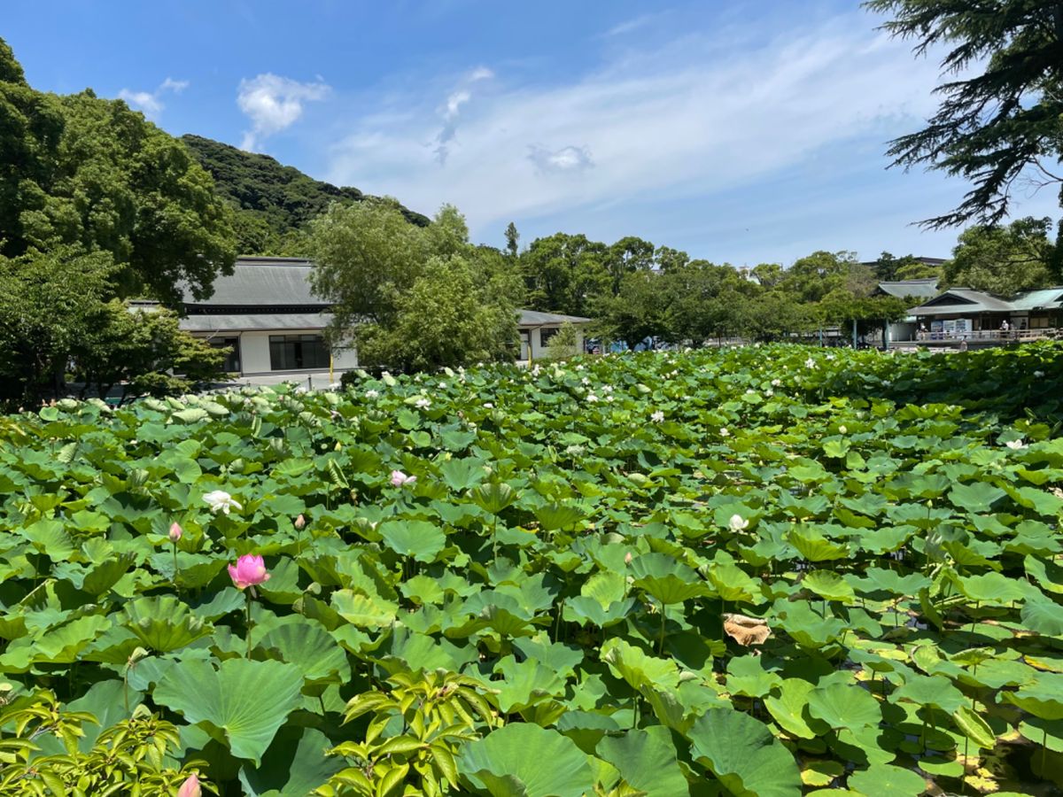 鶴岡八幡宮ではハスの花が咲いてました