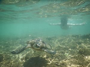 カメ🐢さんと一緒に泳いで最高✨