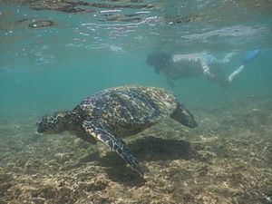 カメ🐢さんと一緒に泳いで最高✨