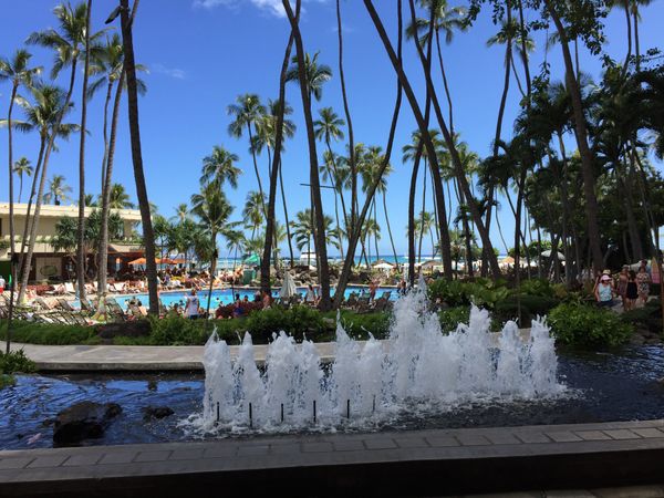 アメリカ(米国)・ホノルル「ハワイ」の写真：カメ🐢さんと一緒に泳いで最高✨