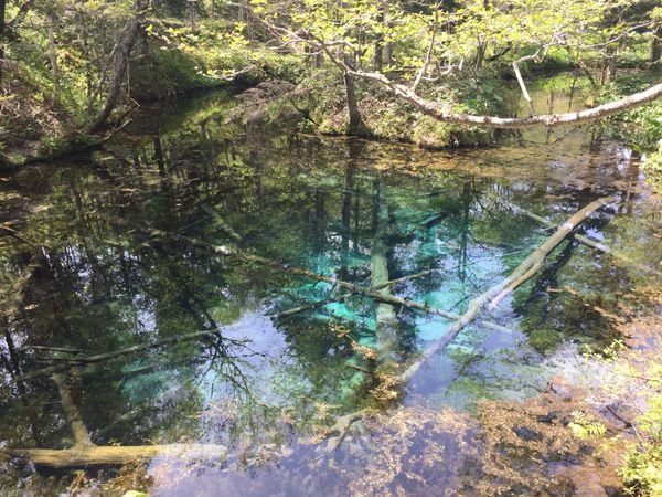 日本・北海道「清里町　」の写真：透明度が高く、魚も泳いで🐟いて綺麗✨